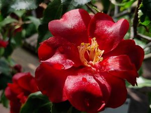 Camellia japonica Black Magic

