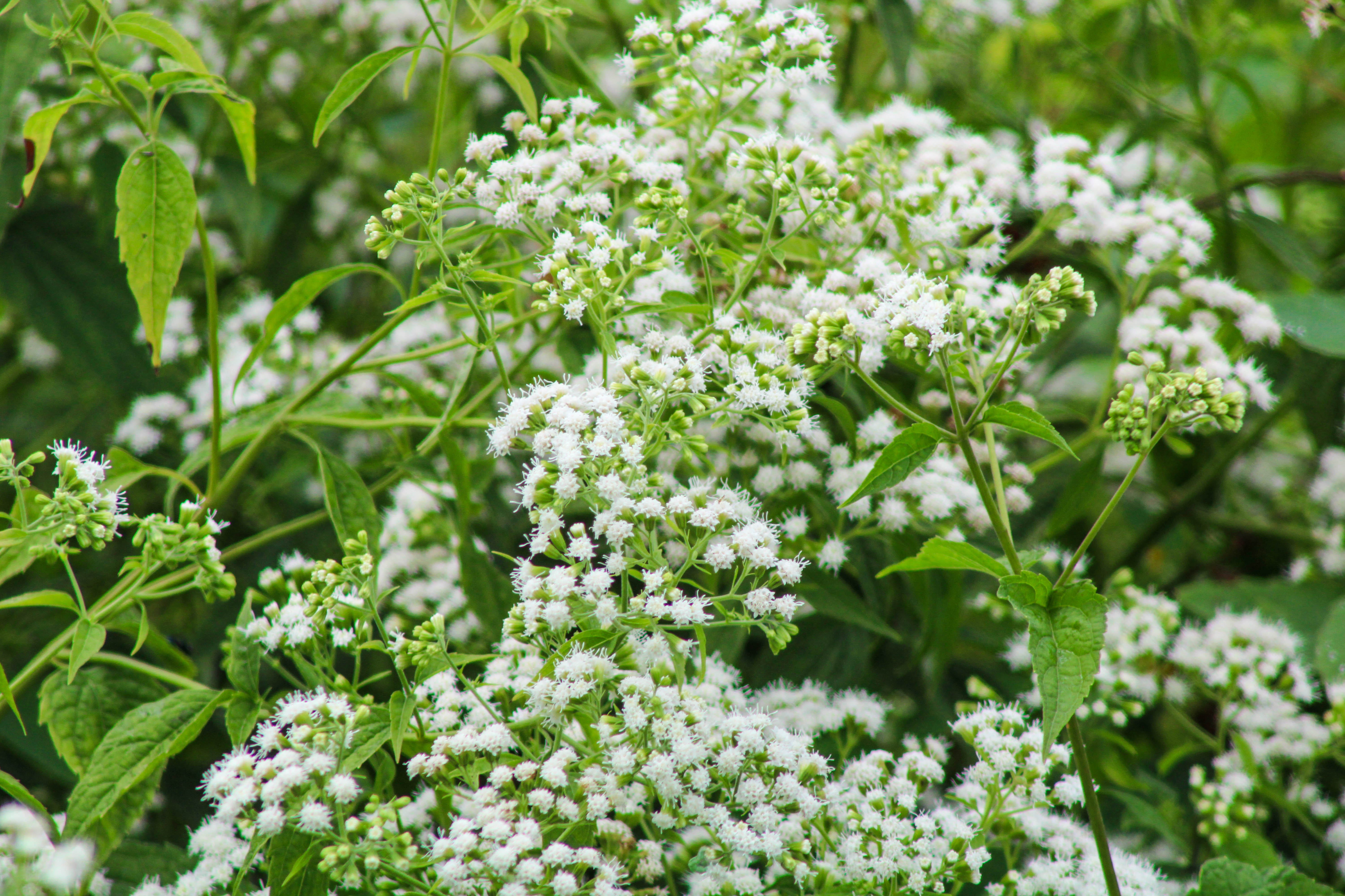 Small white flowers on a green bush