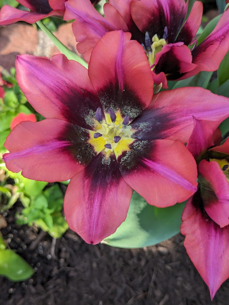 Close-up of a vibrant pink and dark purple tulip with a yellow center and pollen particles on its petals, surrounded by green leaves and soil in the background.