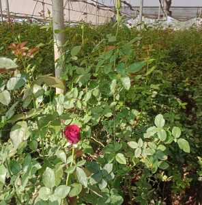 Blooming Beauty: Exploring the Charm of a Rose Farm.




