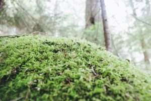 郁郁葱葱的绿色苔藓覆盖着森林地面，树木在柔和的背景下，暗示着一片浓密多雾的林地。
