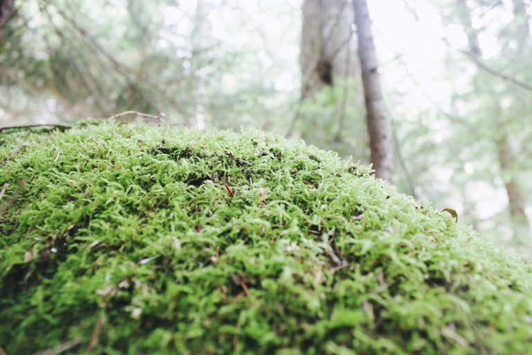 Lush green moss covering a forest floor, with trees in the soft-focus background suggesting a dense, misty woodland area.