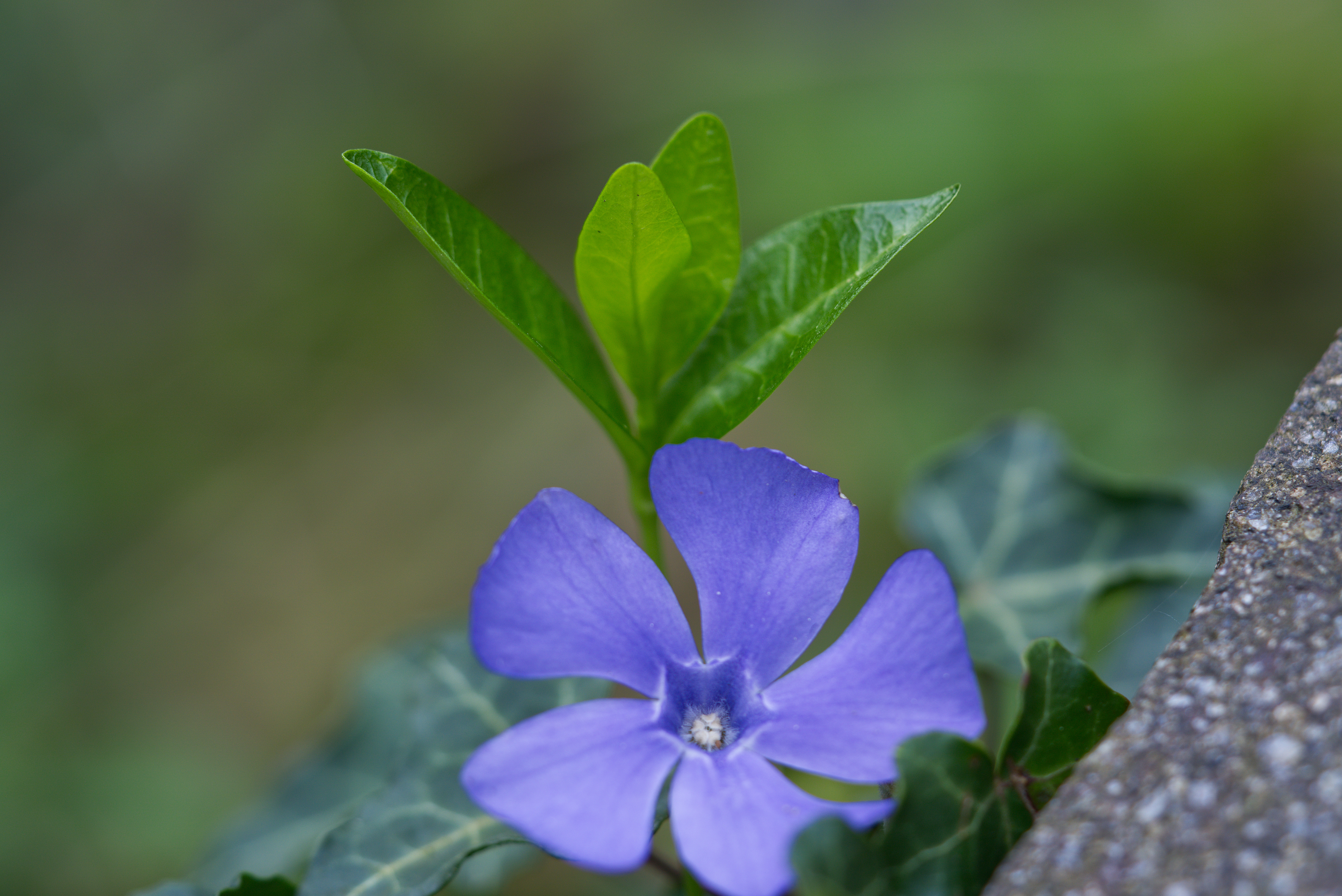 The green ground cover plant Periwinkle (en), Immergrün (de) (Vinca minor) with a single purple flower in detail.