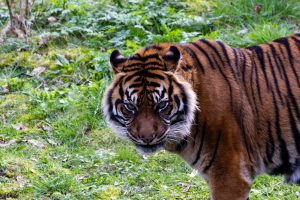 A Sumatran tiger walking on grass with a focused gaze.
