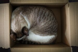 White and brown cat sleeping in a cardboard box
