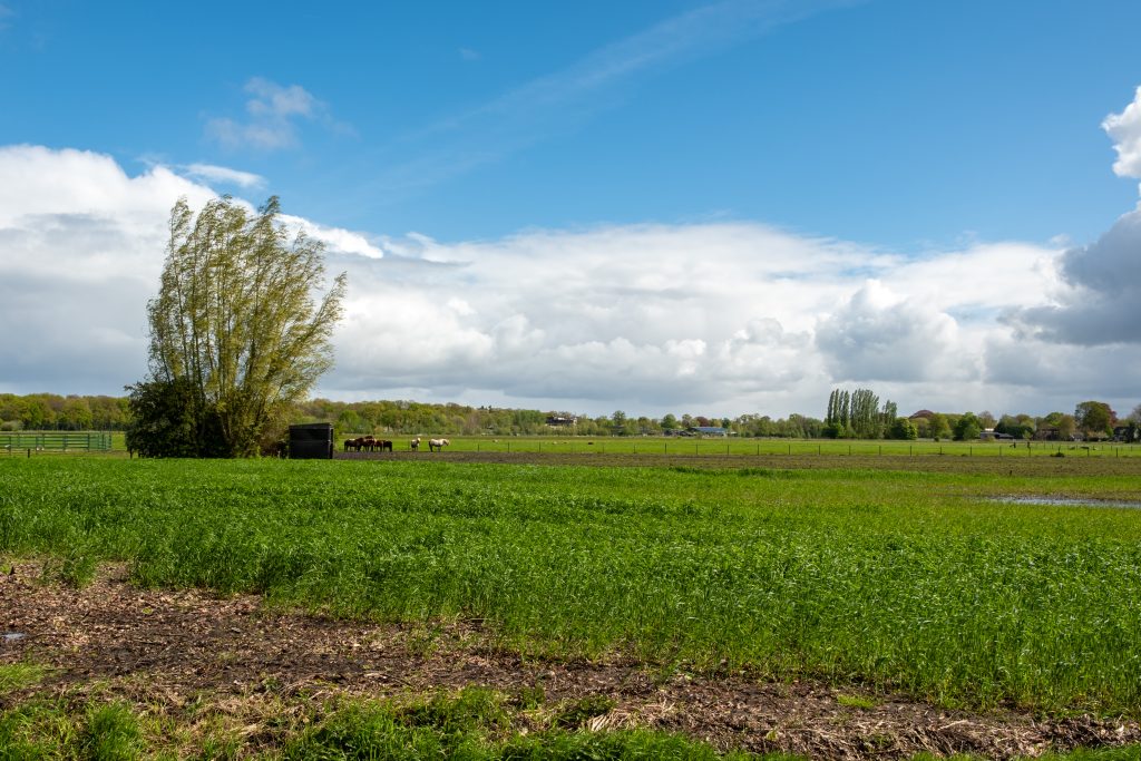 Lush green field with horses grazing near a small structure, a large tree swaying in the wind, under a partly cloudy blue sky.