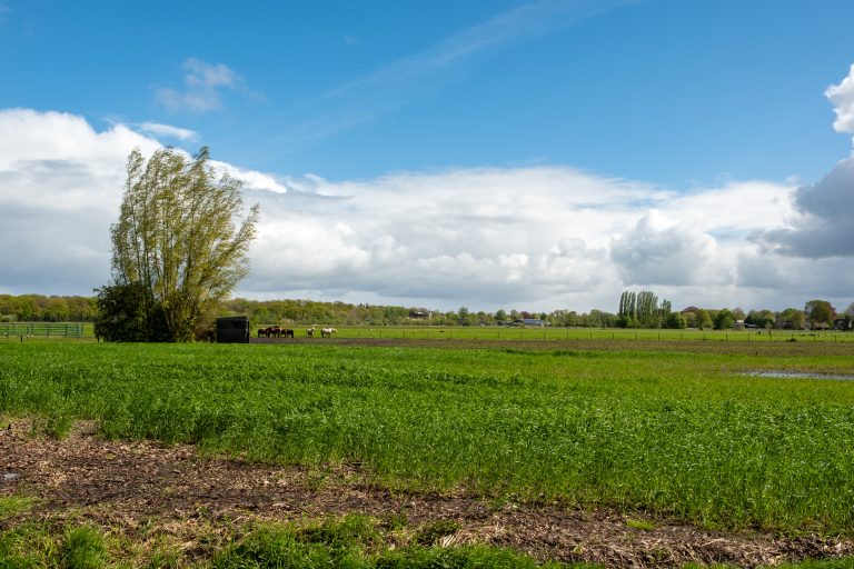 Lush green field with horses grazing near a small structure, a large tree swaying in the wind, under a partly cloudy blue sky.