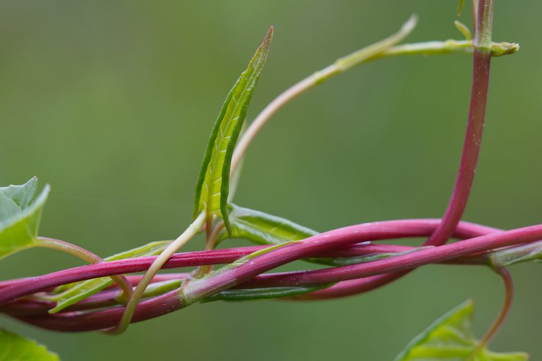 The red tendrils of the Chinese fleecevine (Fallopia aubertii) with delicate, light green leaves.