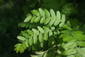 A close up of a green leaf on a tree.