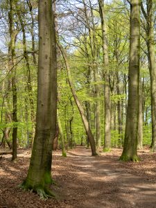 A path between the trees in the forest during early spring in the forest near the Wolfsberg (Wolfs mountain), Groesbeek, the Netherlands