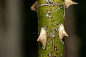 Close-up of a green plant stem with sharp thorns and sap droplets.