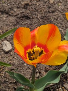 A close-up of a vibrant orange and yellow tulip with visible stamens and pistil amidst a soil background
