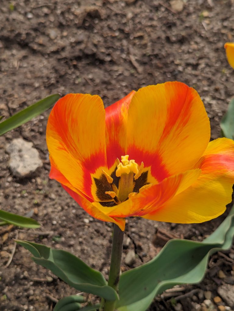 A close-up of a vibrant orange and yellow tulip with visible stamens and pistil amidst a soil background