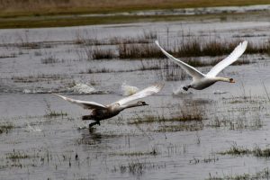 Two mute swans starting to fly