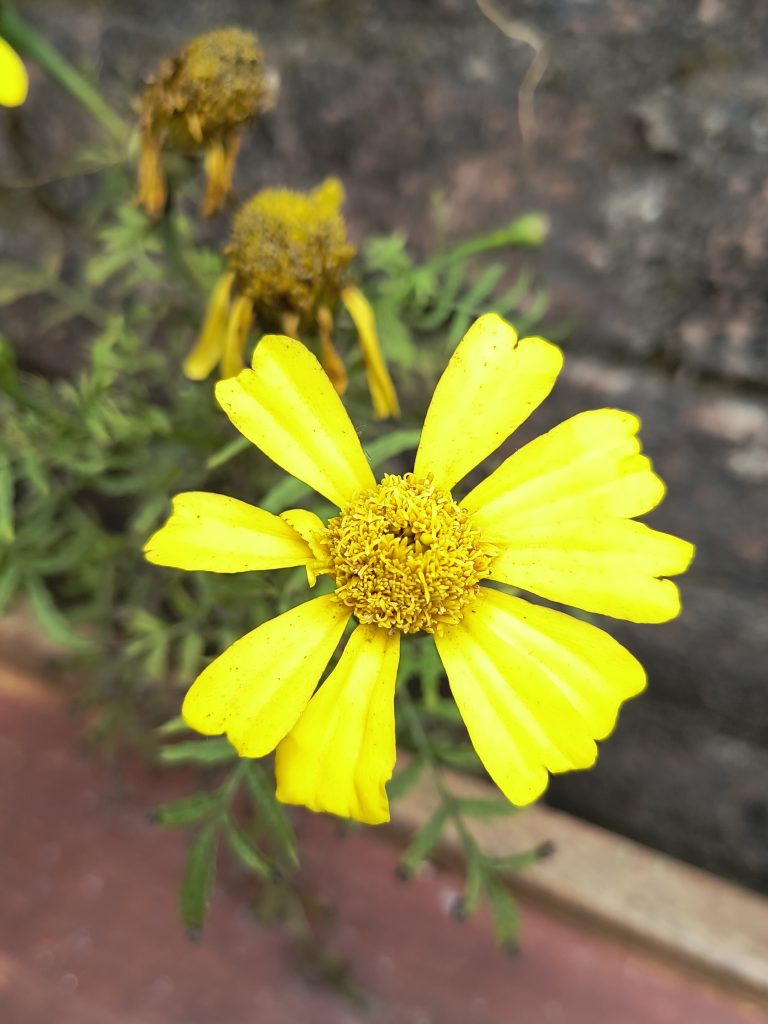 This is a vibrant yellow flower with delicate petals and a central cluster of tiny disc florets. It stands out with its bright color against the green foliage in the background.