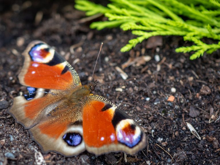 An European peacock butterfly on the ground during early spring