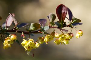 A close-up of yellow flowering shrub with a mix of red and green leaves, highlighted by sunlight against a blurred background.