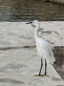 Egret perched on the edge of a wall near water.