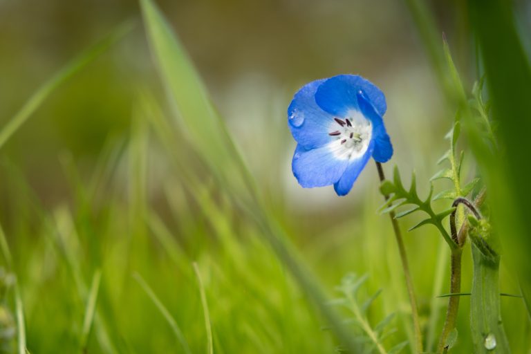 A vibrant blue flower (Nemophila Menziesii)  with delicate petals, prominent stamens, and a water droplet on one petal, set against a blurred background of green grass.