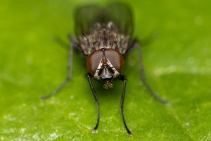 Close-up / macro photo / Portrait of a Flower Fly on a green leave