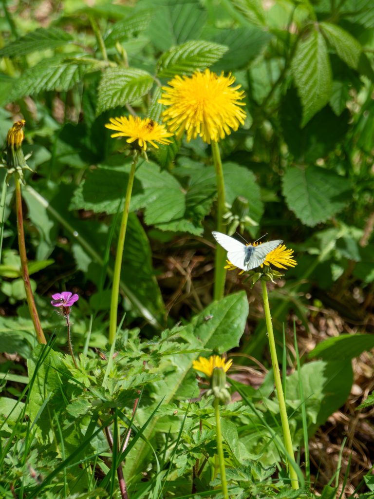 Green-veined white butterfly on a flower