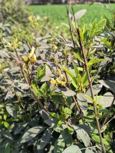 The image depicts a pigeon pea field, with green pigeon pea plants bearing yellow flowers.