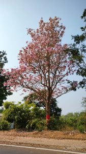 A tall tree with pink blossoms on the roadside with fallen petals scattered on the ground, clear blue sky in the background, and greenery surrounding the area.