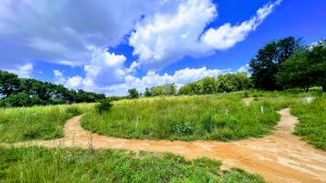 Off-road bike trails passing through and looping around native grasses (Big Marsh Park, Chicago, Illinois)
