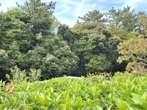 Lush greenery under a bright sky, vibrant foliage surrounded by tall trees.