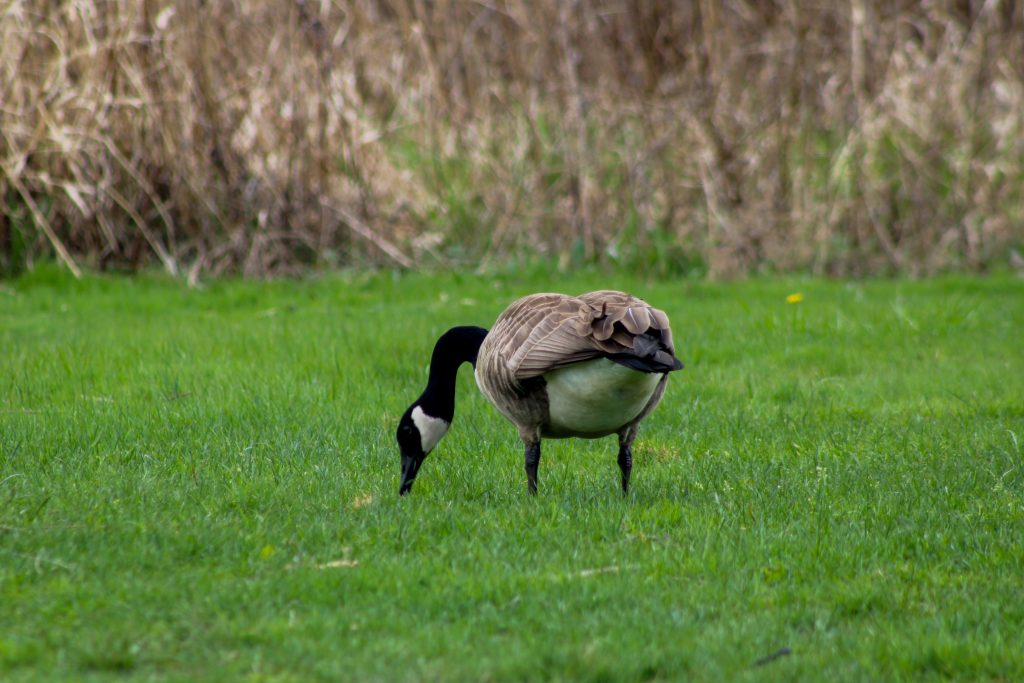 A Canada Goose grazing in the grass