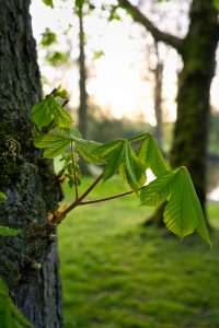 A tree with a new branch, sunrise in the back