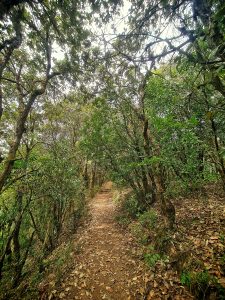 Scenic trekking trail amidst lush jungle surroundings