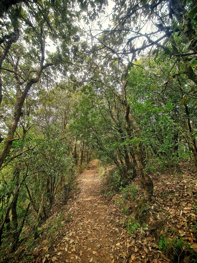 Scenic trekking trail amidst lush jungle surroundings