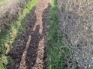 Shadows of a woman, child and man on a path with bushes and grass in the side.