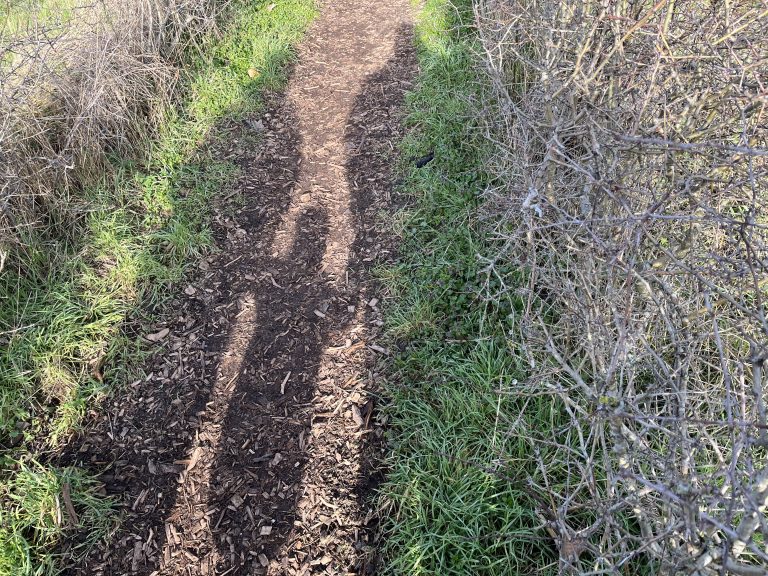 Shadows of a woman, child and man on a path with bushes and grass in the side.