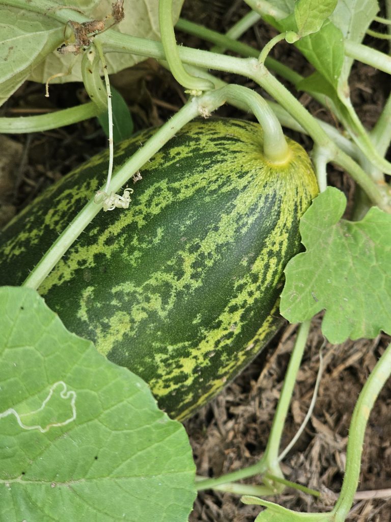 A Blonde Cucumber almost ready for harvest. From Olavanna, Kozhikode, Kerala.