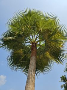 A towering Washingtonia robusta tree in Kozhikode, Kerala, commonly known as the Mexican fan palm, Mexican Washingtonia, or Skyduster, with a clear blue sky in the background, viewed from below, showcasing its long trunk and spreading fan-like fronds.
