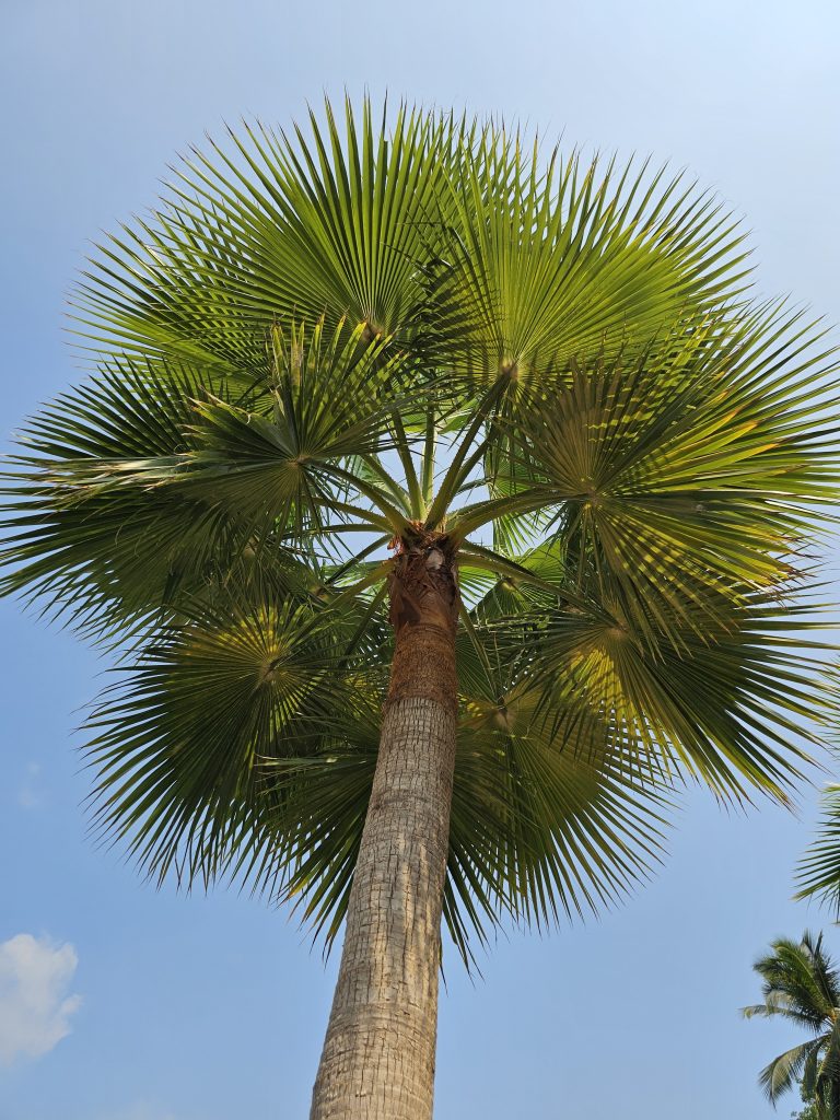 A towering Washingtonia robusta tree in Kozhikode, Kerala, commonly known as the Mexican fan palm, Mexican Washingtonia, or Skyduster, with a clear blue sky in the background, viewed from below, showcasing its long trunk and spreading fan-like fronds.