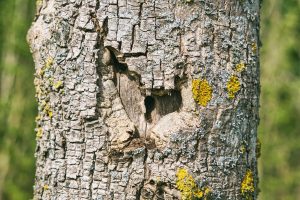 One tree with a hole, shaped like a keyhole.