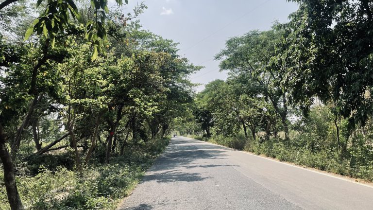 Countryside road in India covered by trees on both sides.