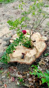 A young rose bush with a bright red blossom growing out of the center of a large tree stump amidst a bed of fallen leaves and sparse grass.

