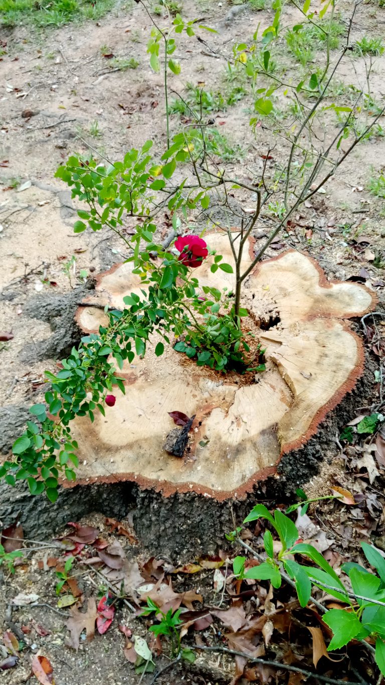 A young rose bush with a bright red blossom growing out of the center of a large tree stump amidst a bed of fallen leaves and sparse grass.