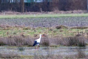 A stork in a meadow 