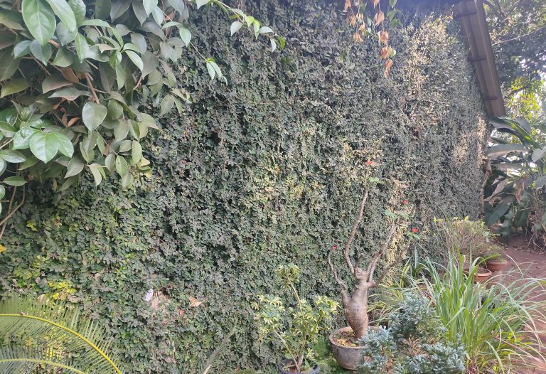 Wall filled with greenery