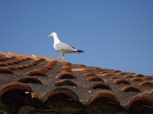 A seagull standing on the ridge of a terracotta tiled roof against a clear blue sky.