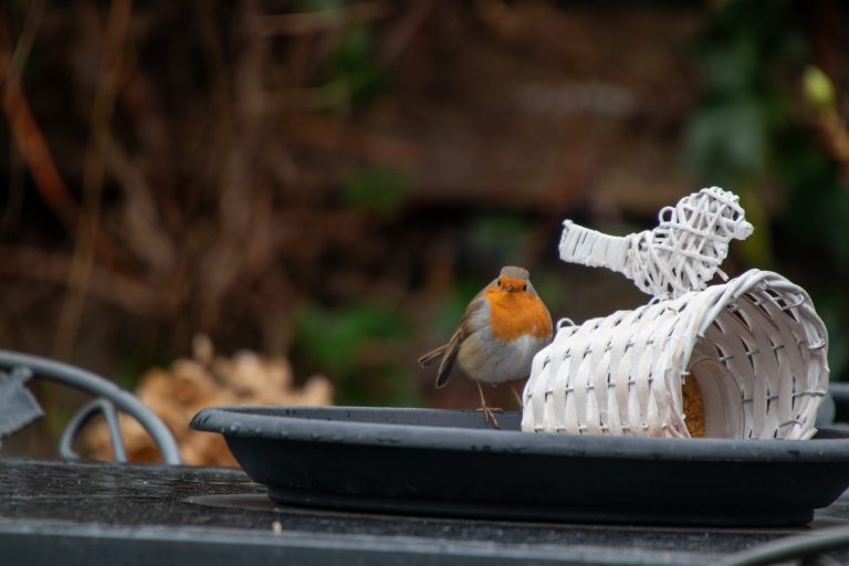 A European robin perched on the edge of a bird feeder tray with a white wicker feeder inside of it with a blurred natural background.