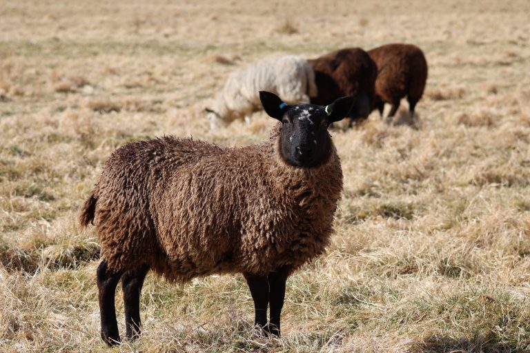 A brown female sheep (ewe) with a black face standing in a field, looking at the camera, with two other sheep grazing in the background.