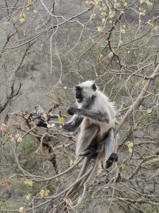 A gray langur monkey sitting on the branches of a tree with a background of forested area.