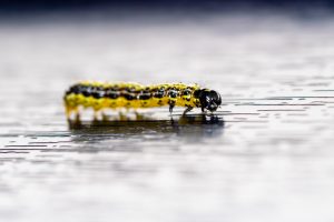 A close-up of a yellow and black caterpillar with water droplets on its body, crawling across a wet surface.