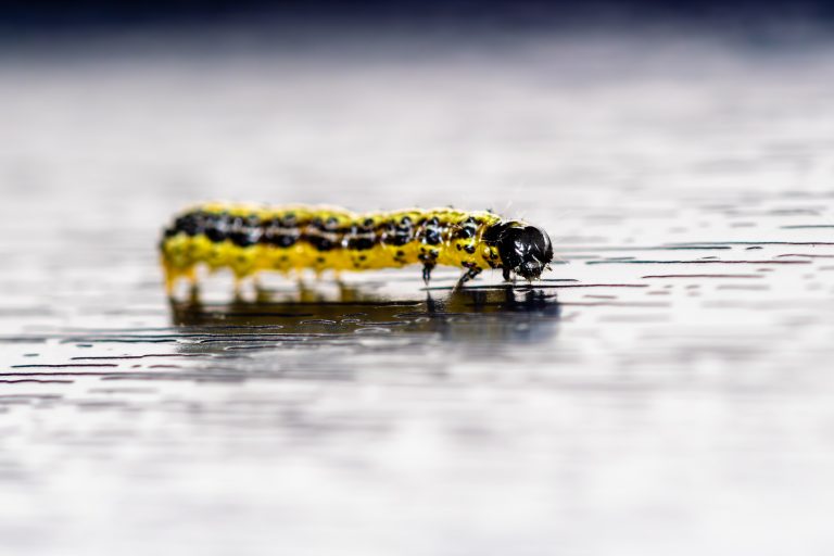 A close-up of a yellow and black caterpillar with water droplets on its body, crawling across a wet surface.